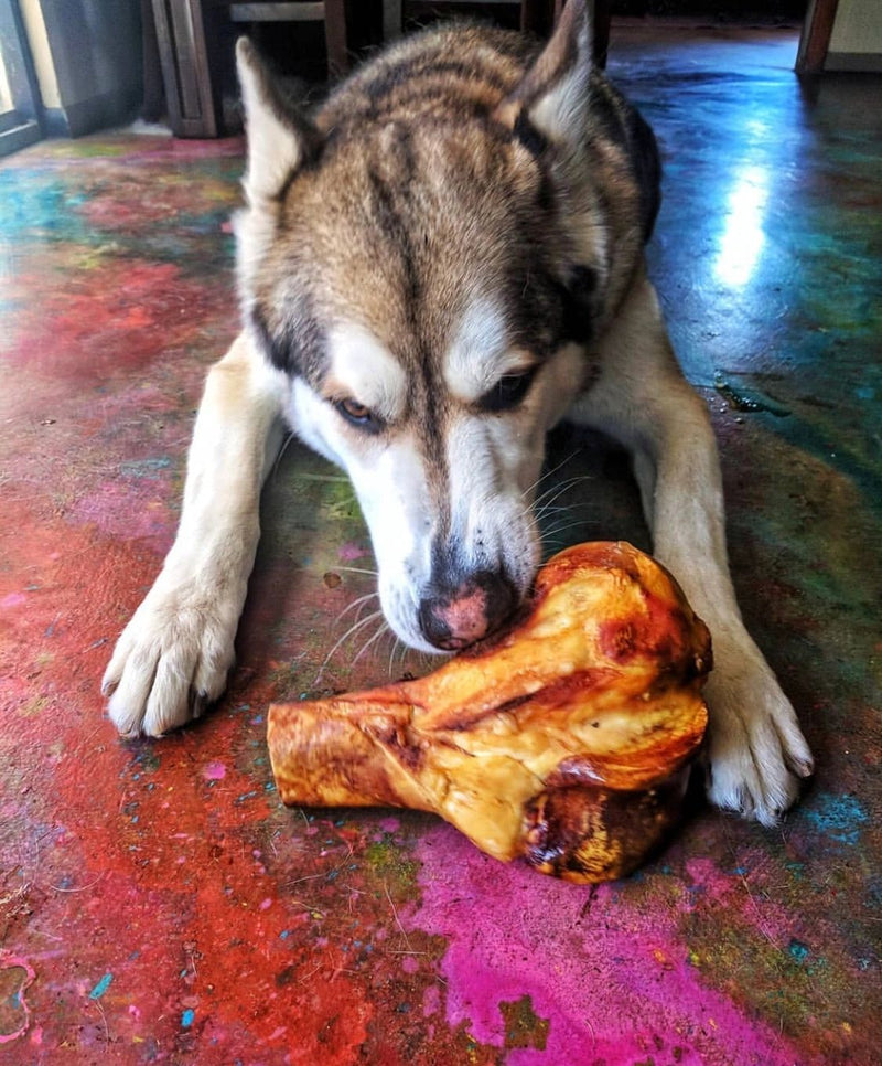 Fresh All Natural XL Half Femur Bone