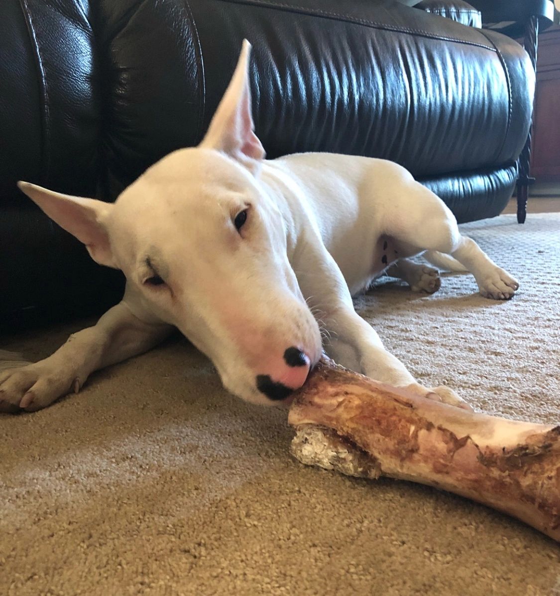 XL Center Cut Marrow Bone